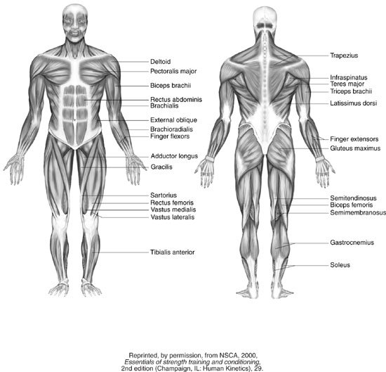 Muscle Diagram Worksheets â Hd